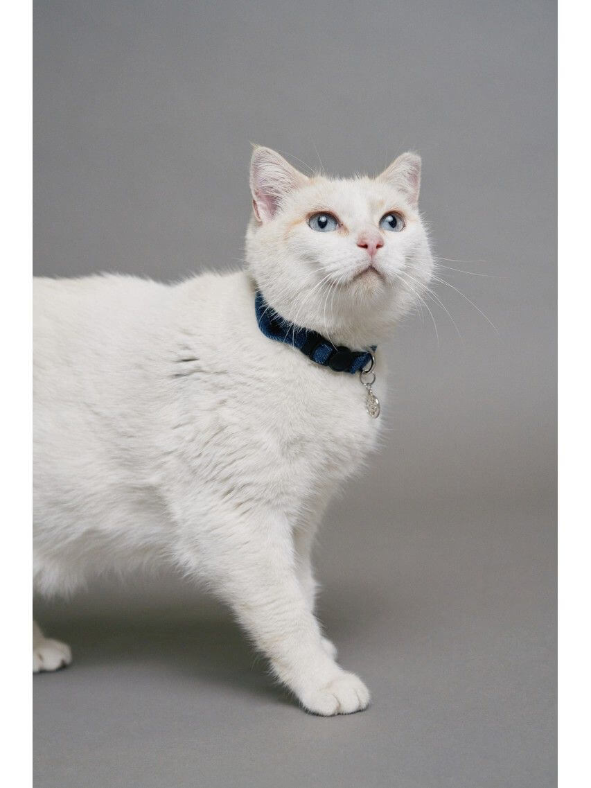 Verwenden Sie, um siehe mehr