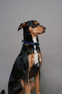 DENIM COLLAR PET FOR DOGS