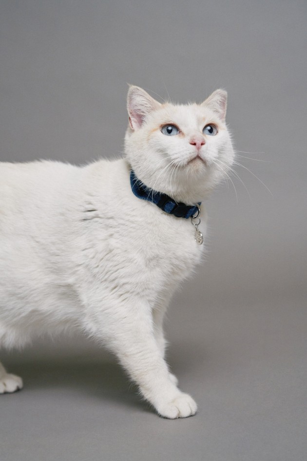 DENIM COLLAR PET FOR CATS