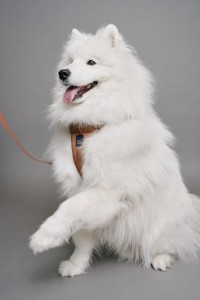 DOG LEASH, HARNESS AND WASTE BAG HOLDER PET SET