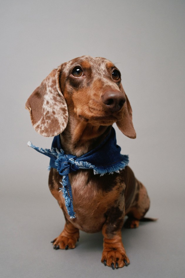 BANDANA EM DENIM PET