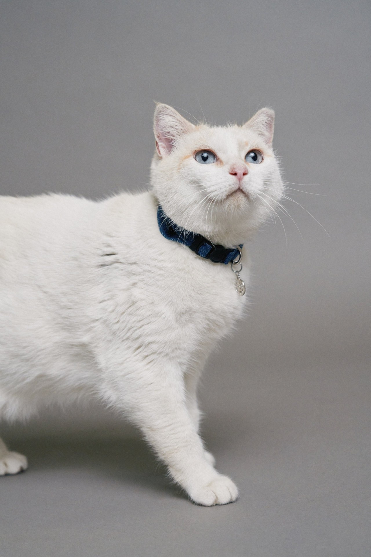 COLLIER EN DENIM PET POUR CHAT