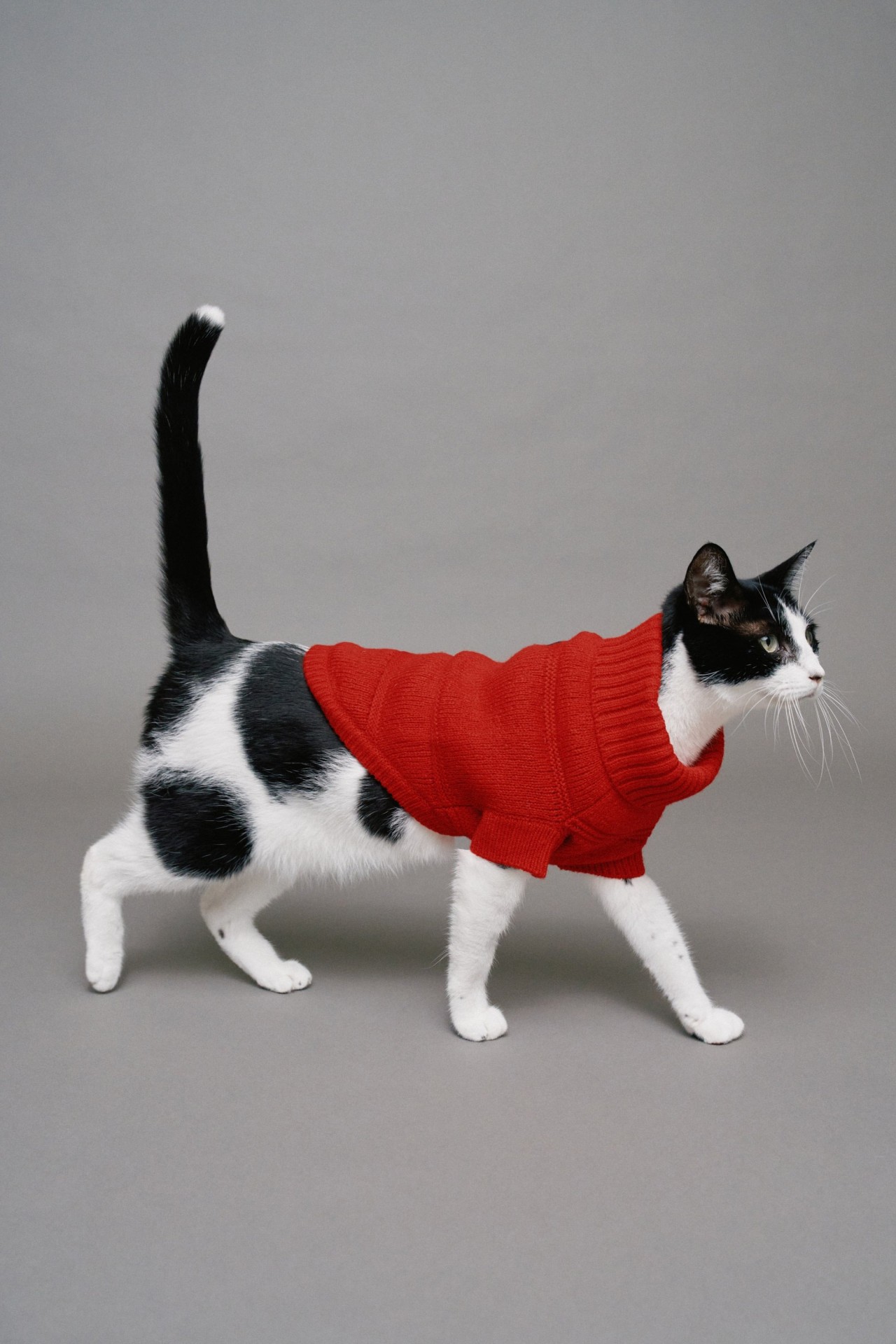 KNITTED SWEATER PET