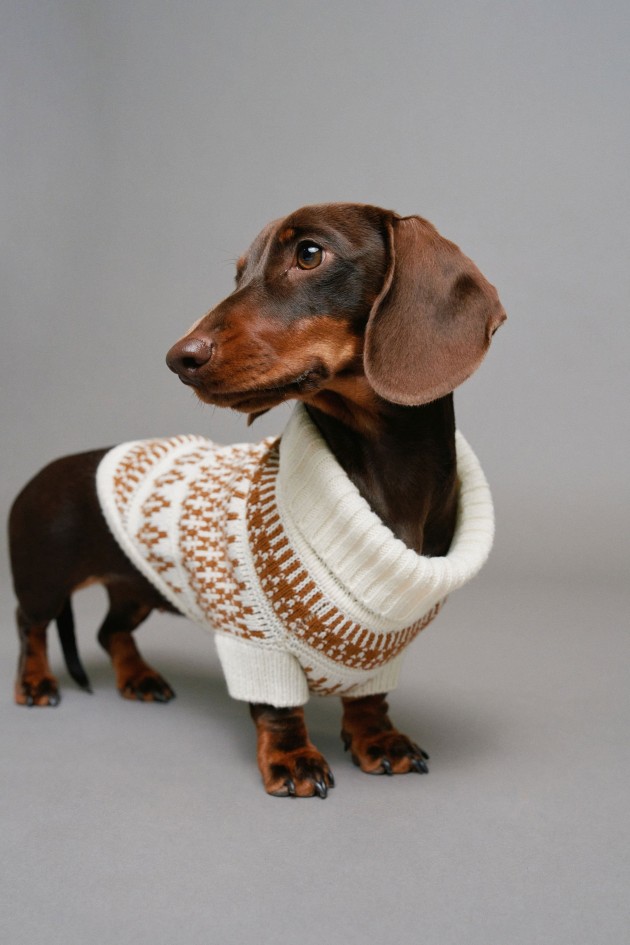 PULL EN TRICOT PET