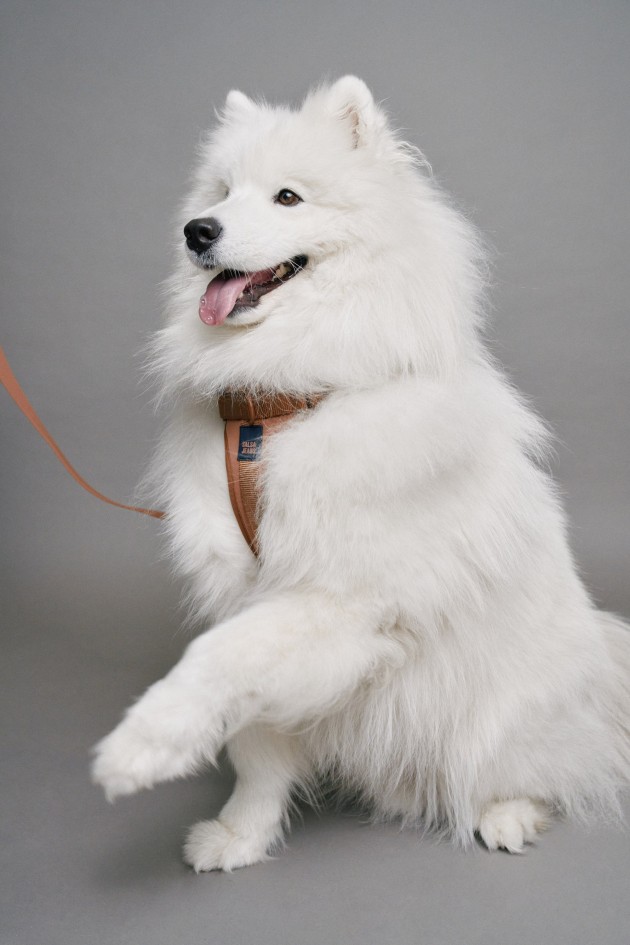 DOG LEASH, HARNESS AND WASTE BAG HOLDER PET SET