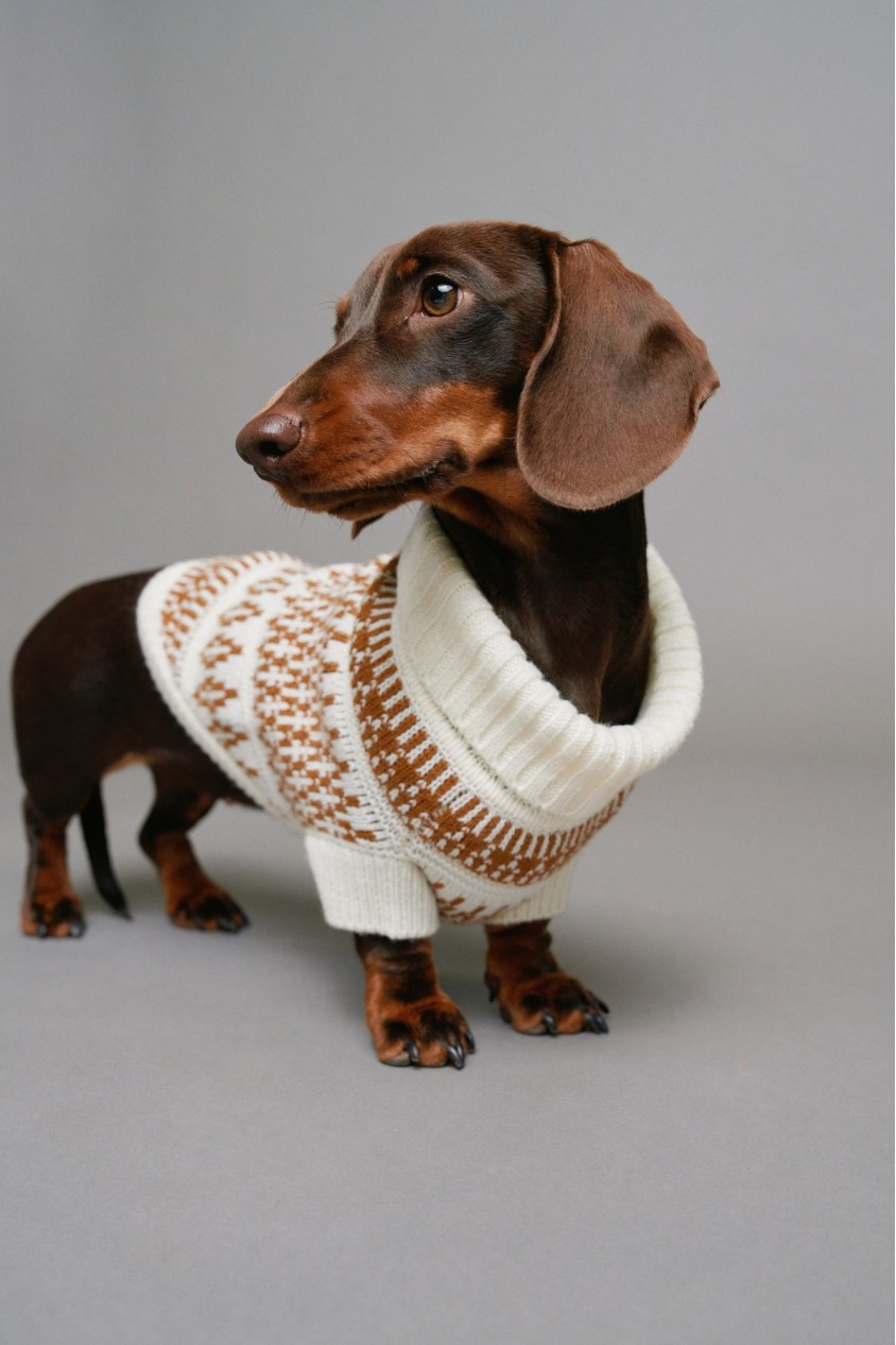 KNITTED SWEATER PET
