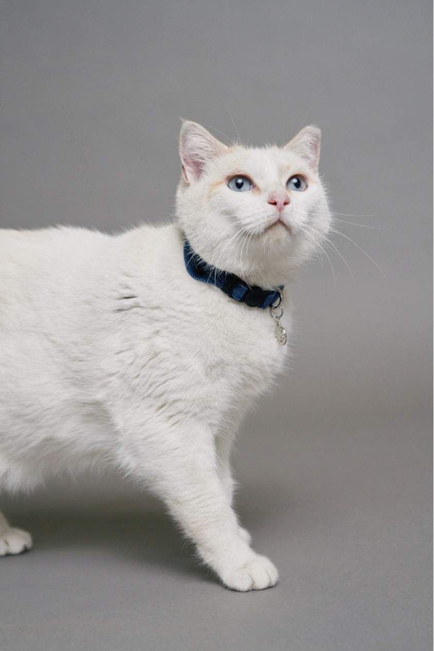 DENIM COLLAR PET FOR CATS