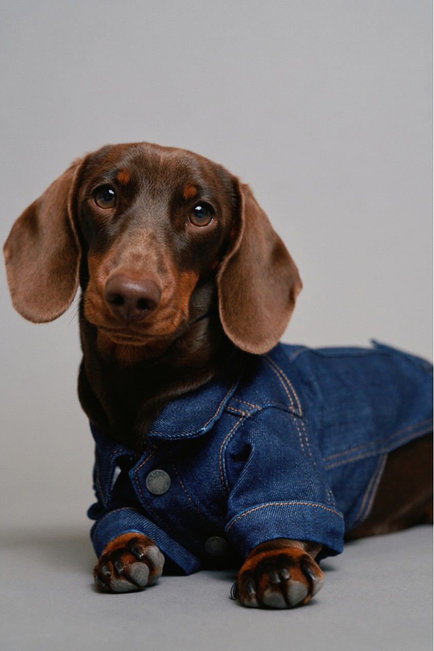 DENIM JACKET PET