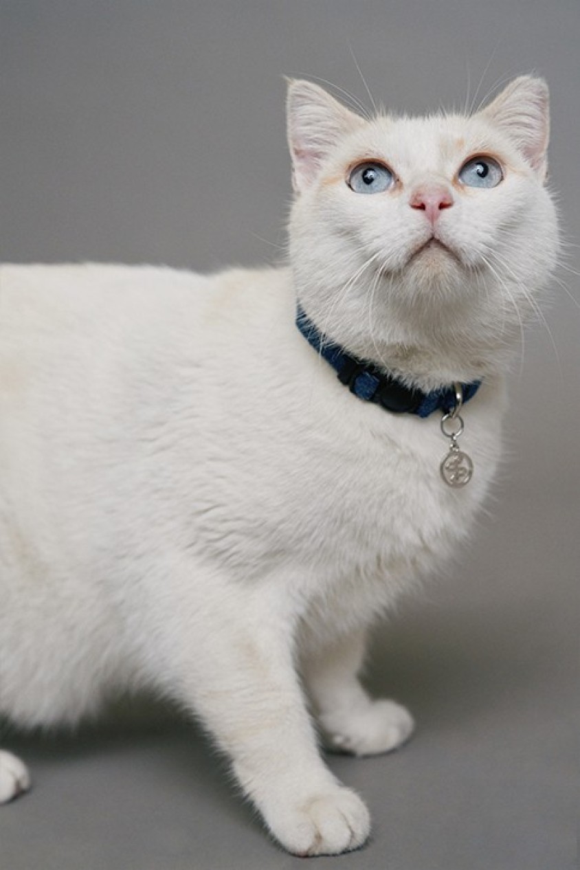 COLLAR DE DENIM PET PARA GATO