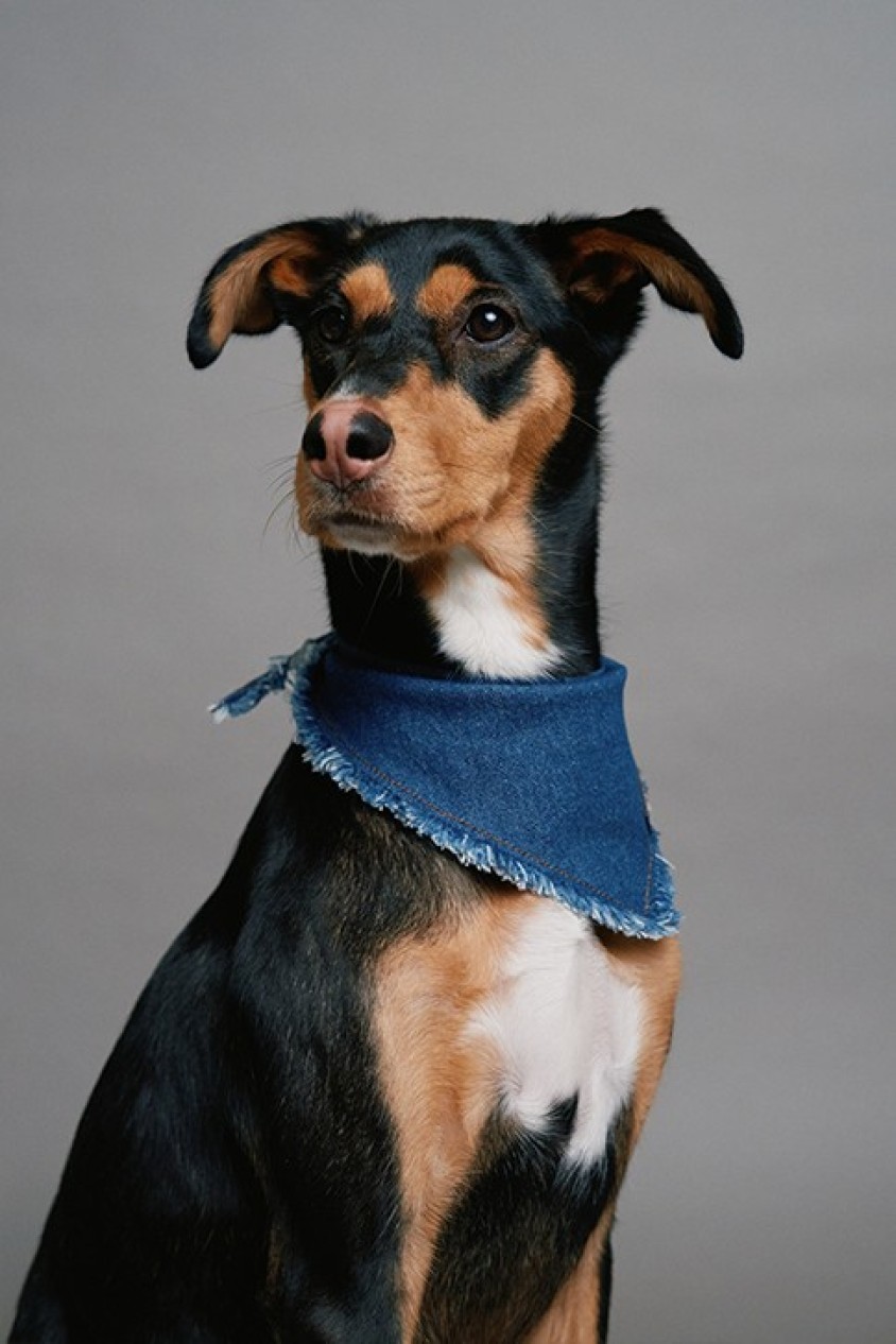BANDANA EN DENIM PET