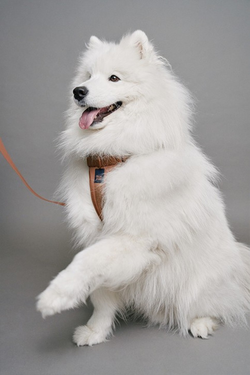 CONJUNTO DE CORREA, ARNS Y PORTABOLSAS PET