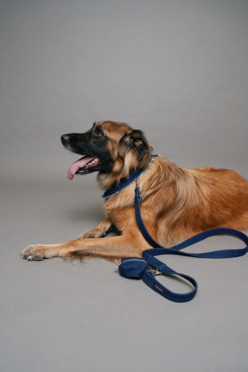 CONJUNTO DE CORREA Y PORTABOLSAS EN DENIM PET PARA PERRO