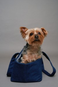 BOLSO DE TRANSPORTE DE DENIM PET BOLSO DE TRANSPORTE DE DENIM PET