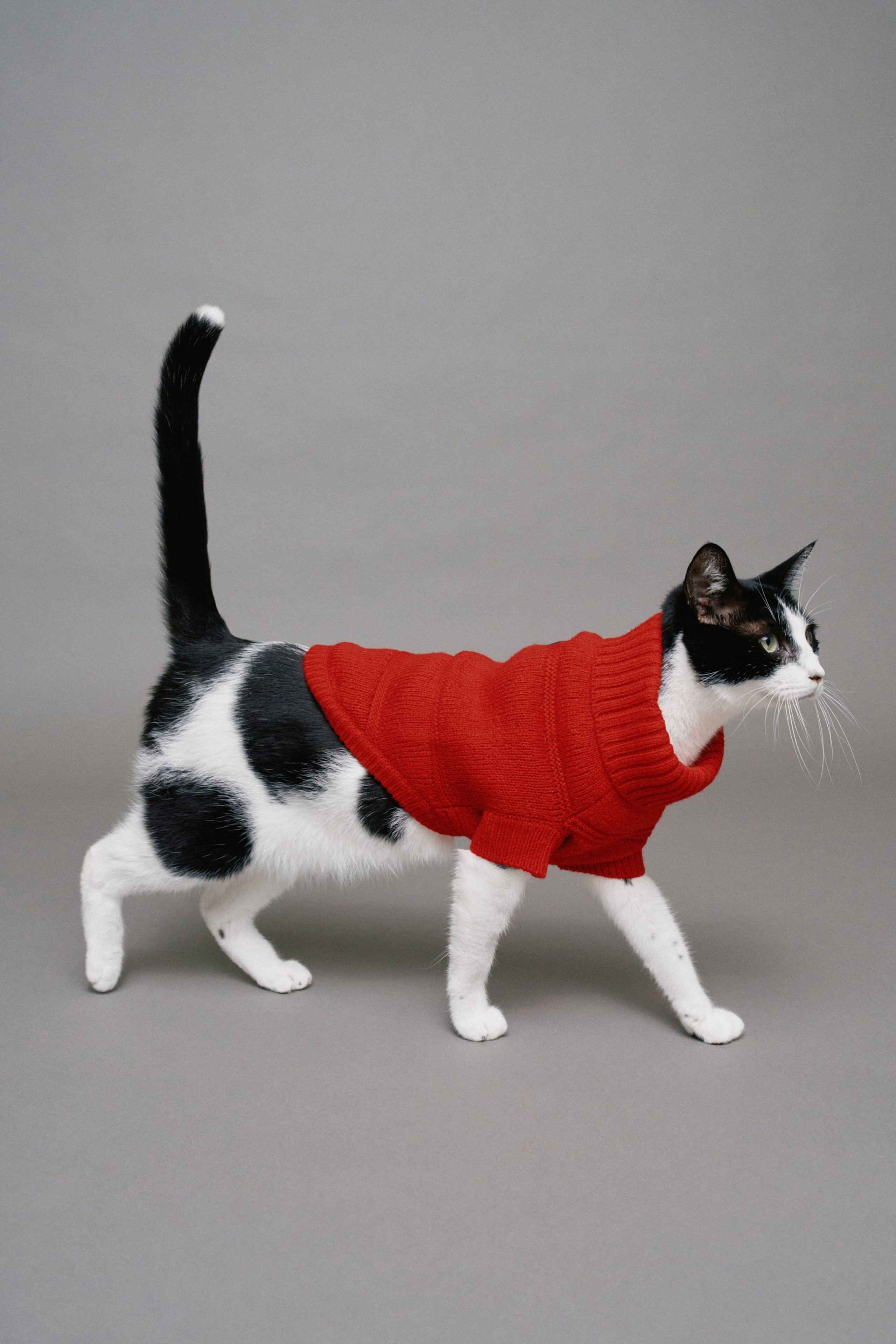 PET-STRICK-SHIRT