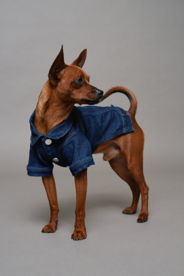 VESTE DENIM PET