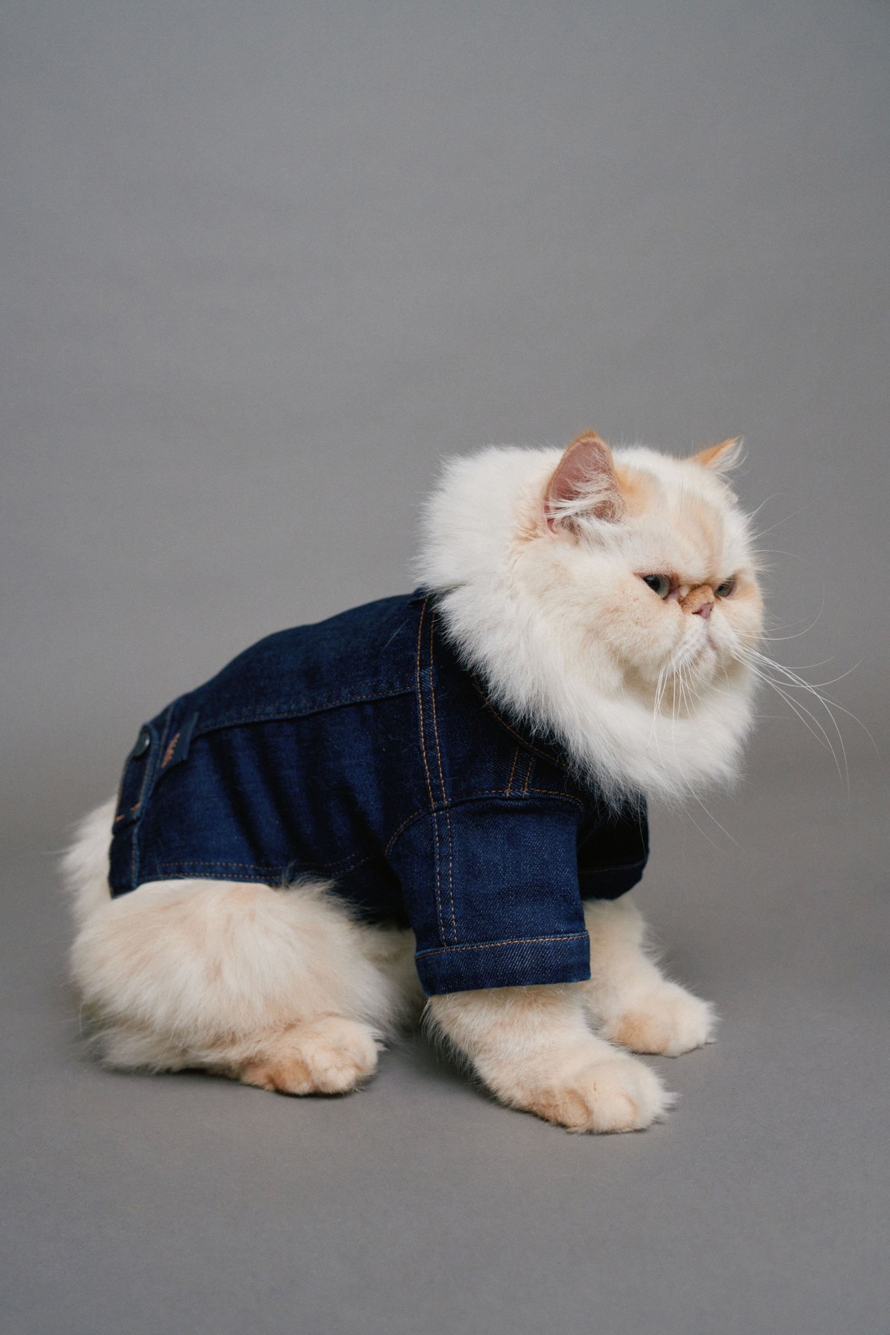 CHAQUETA DENIM PET