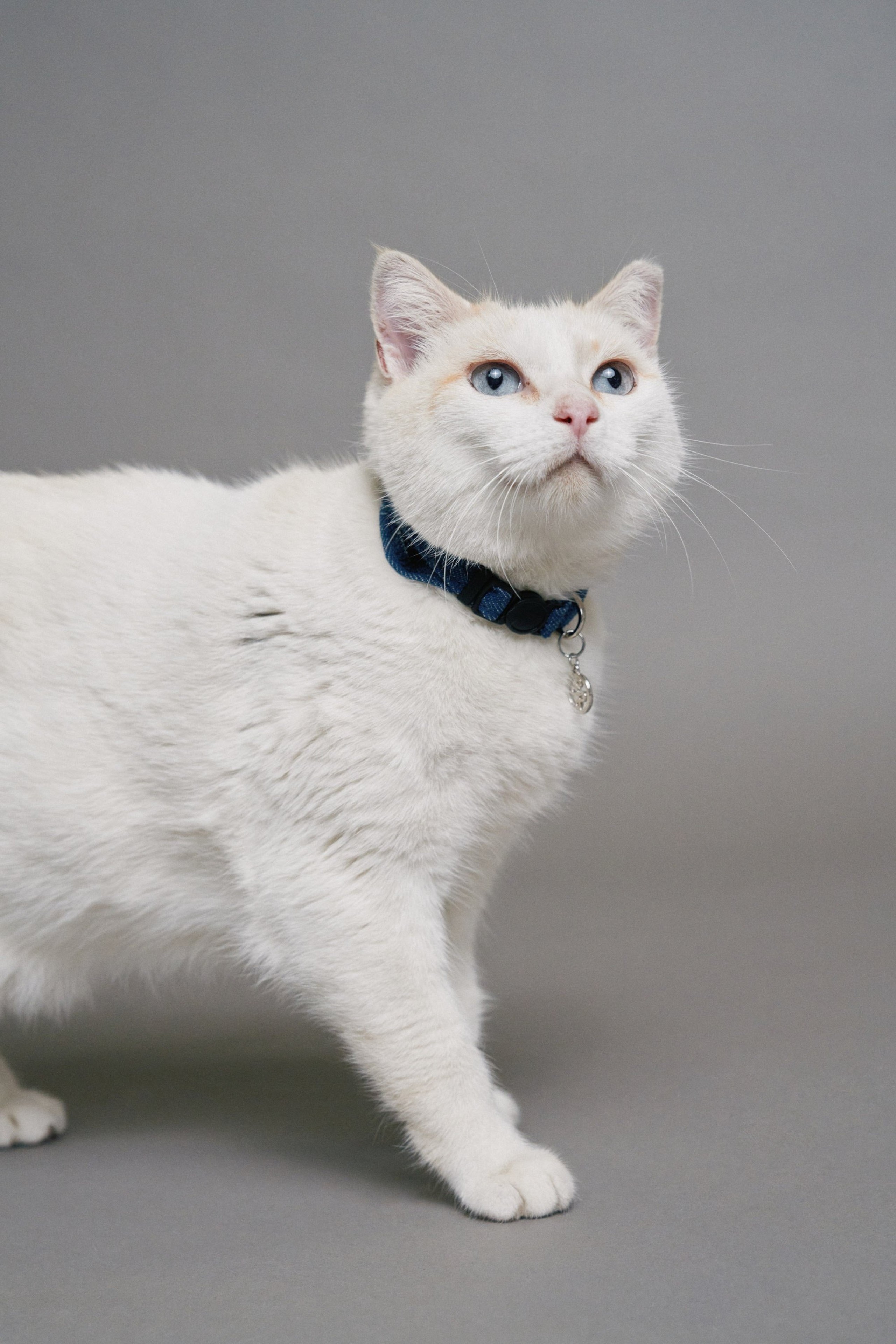 COLEIRA EM DENIM PET PARA GATO