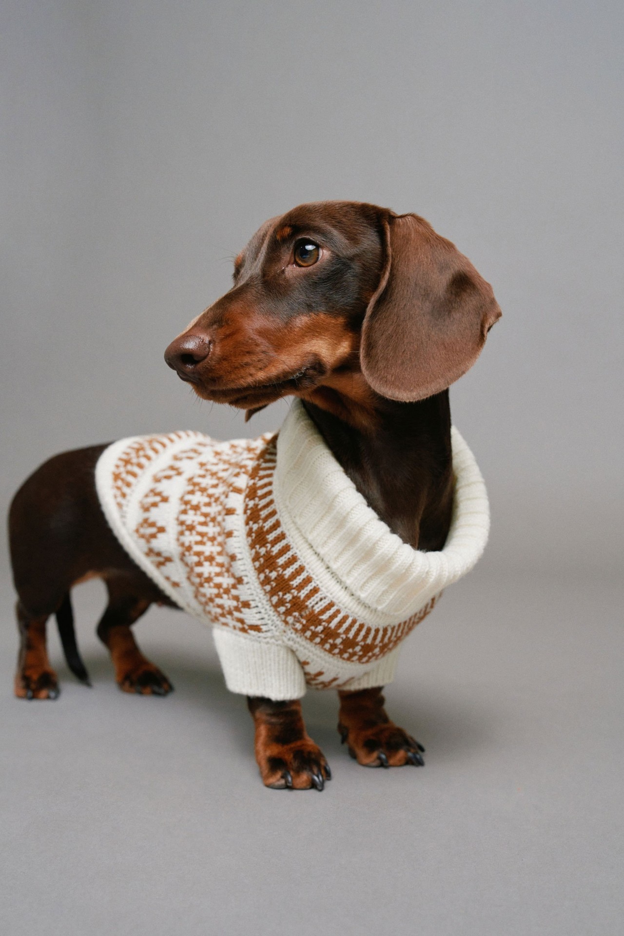 PET-STRICK-SHIRT