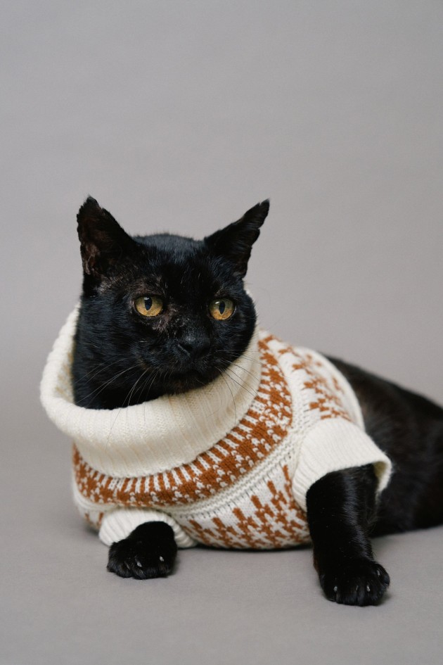 KNITTED SWEATER PET