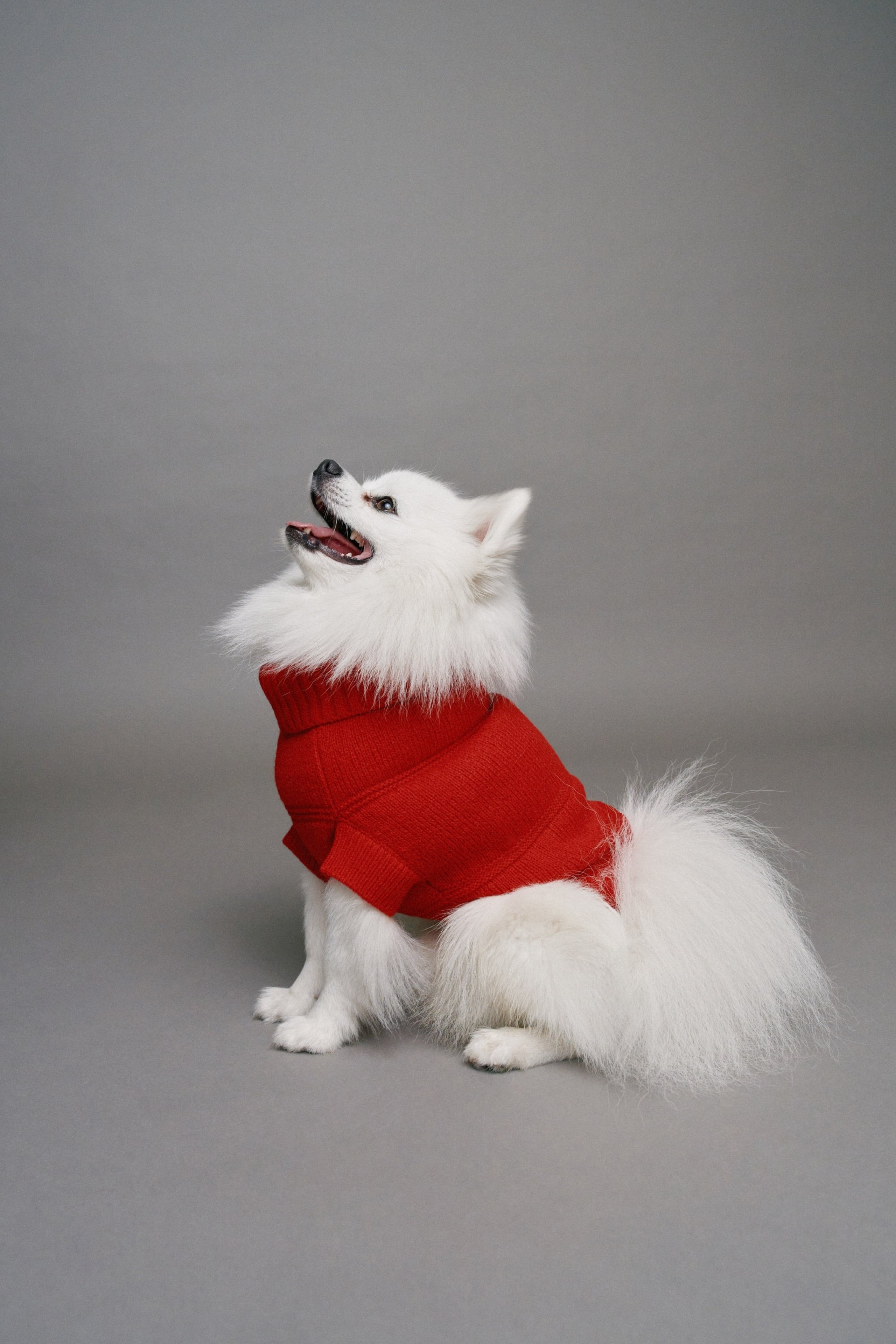 PET-STRICK-SHIRT