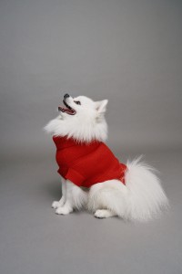 PET-STRICK-SHIRT PET-STRICK-SHIRT