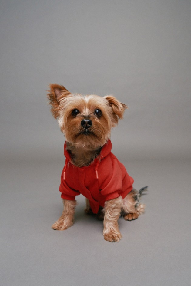 HOODIE PET