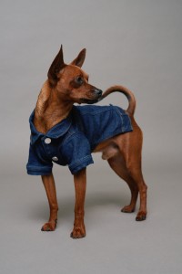DENIM JACKET PET DENIM JACKET PET