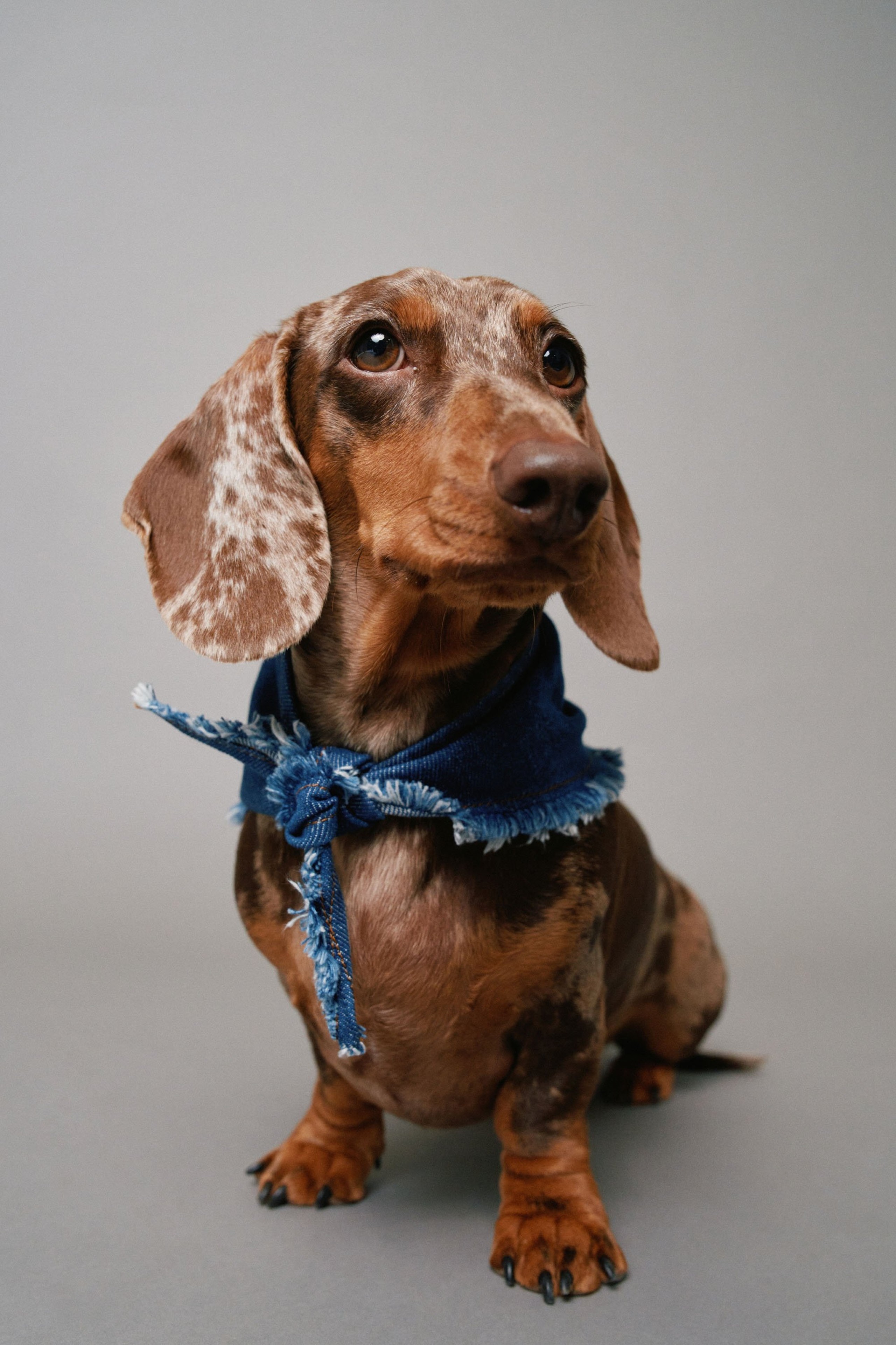 BANDANA EN DENIM PET