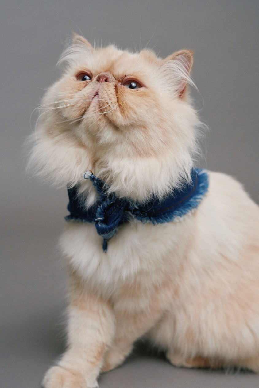 DENIM-BANDANA PET