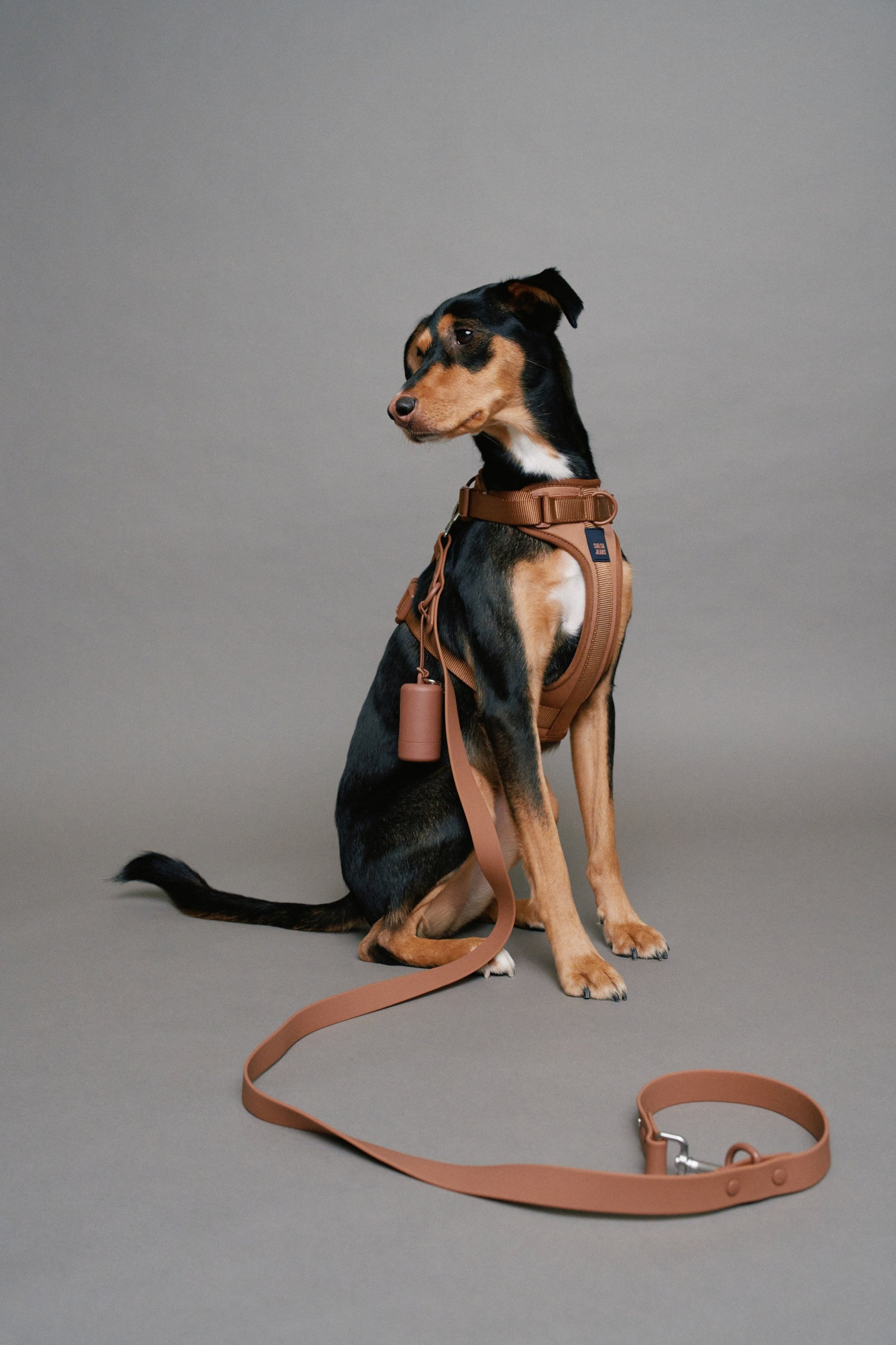 LEINE, BRUSTGURT UND TASCHENHALTER PET