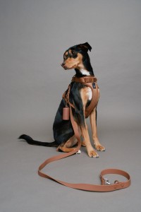 LEINE, BRUSTGURT UND TASCHENHALTER PET LEINE, BRUSTGURT UND TASCHENHALTER PET