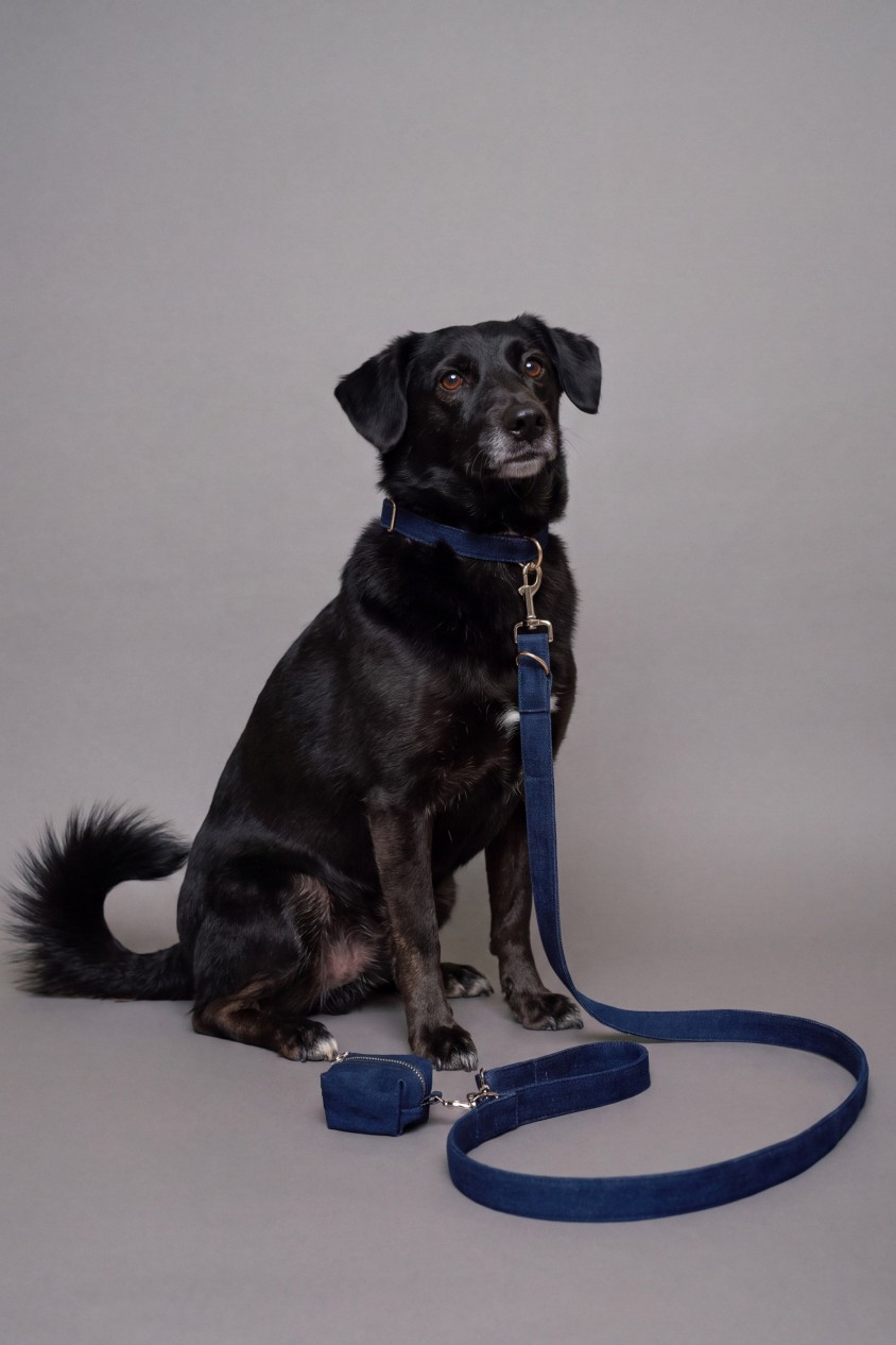 PET LEAD, HARNESS AND BAG HOLDER SET
