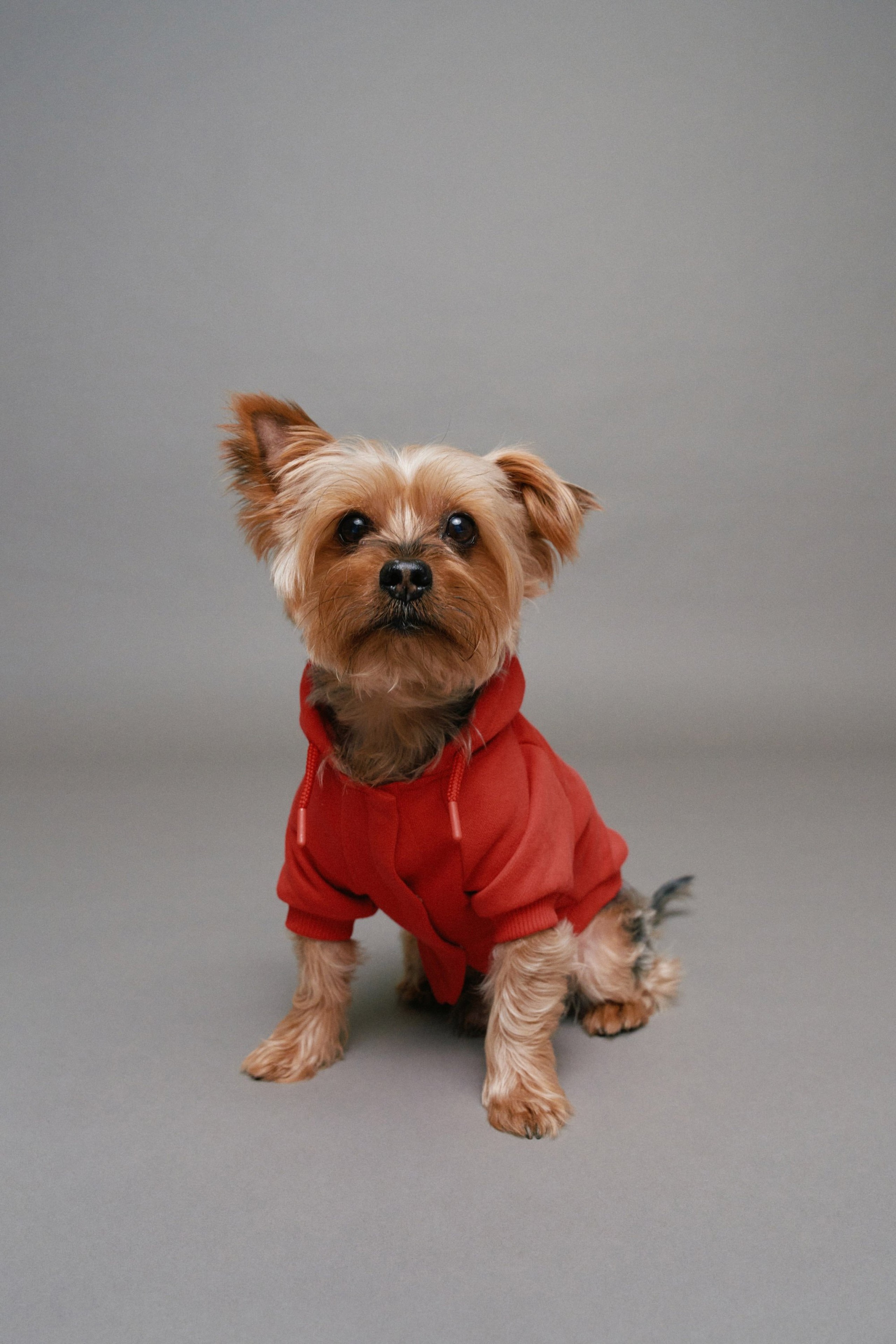 PET HOODIE