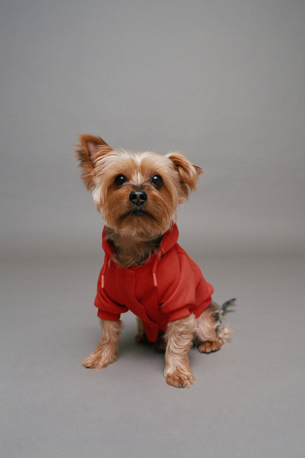 PET HOODIE