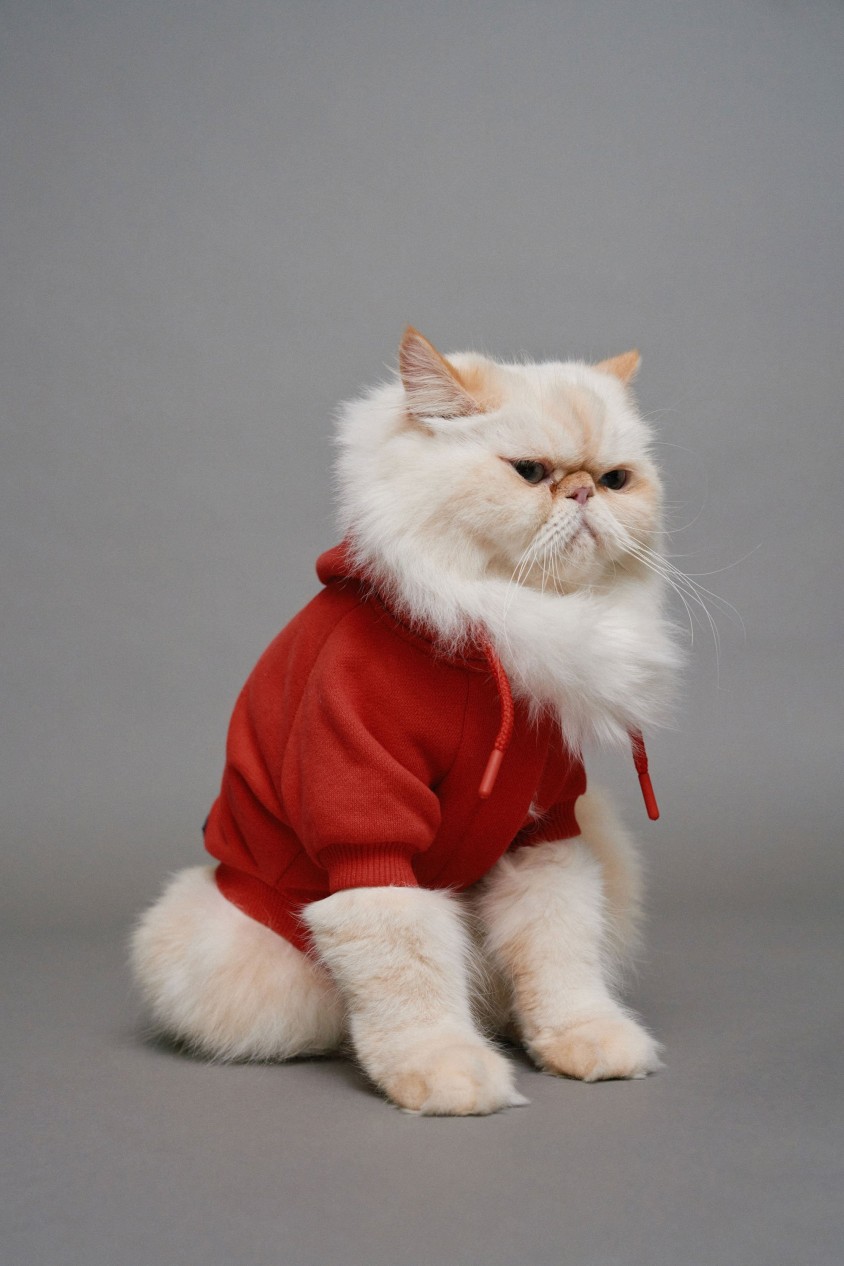 PET HOODIE